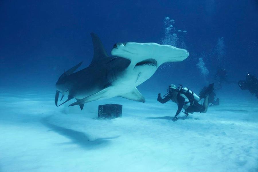 On one of his many dives, PJ Sirl snapped this shot of a Great Hammed Head with friend Eli Martinez in the background.