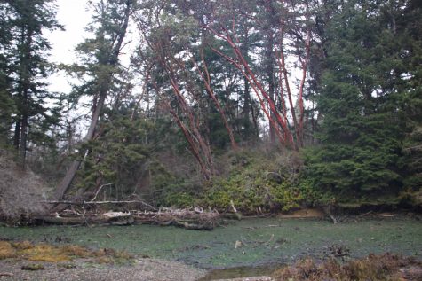 Anderson Island Park Expansion Preserves Shoreline